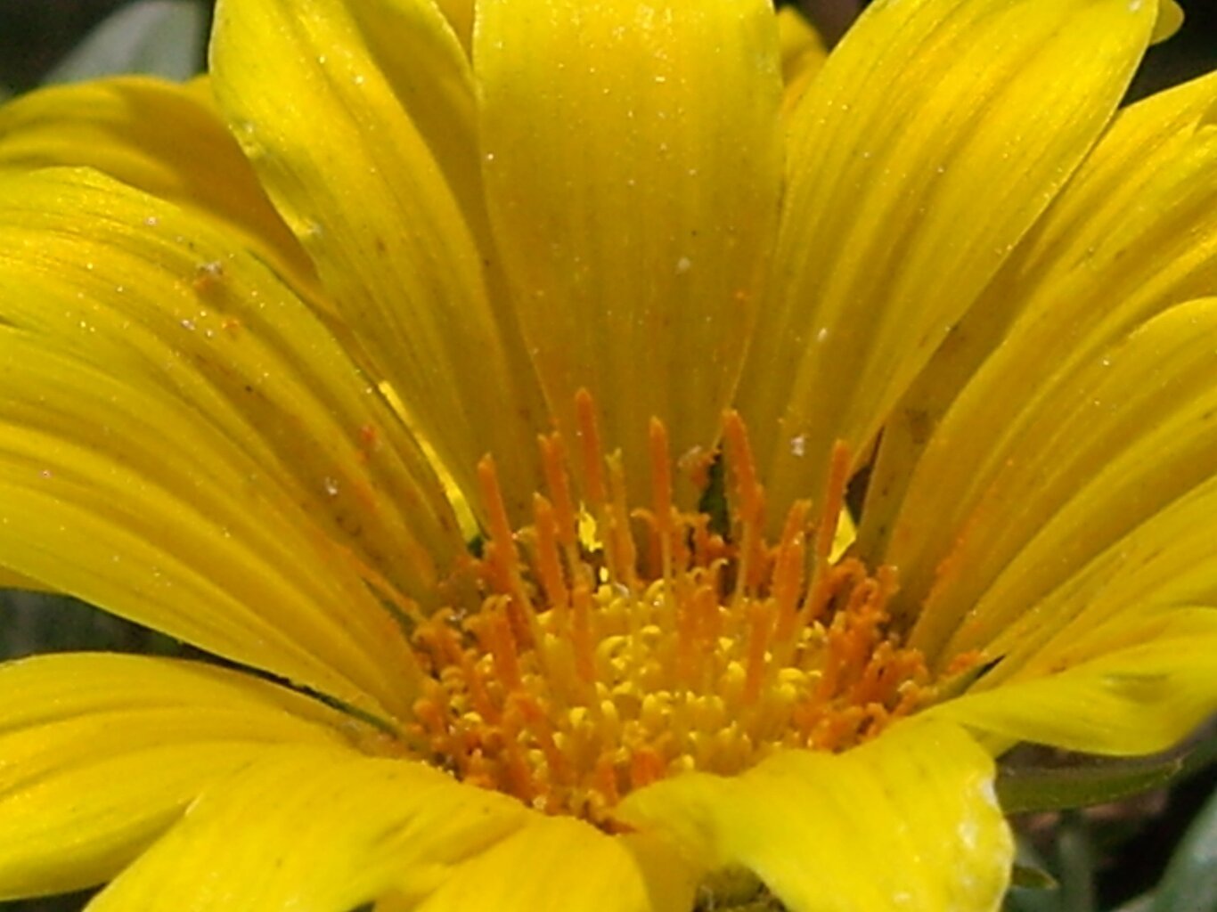 IMGP0347.JPG