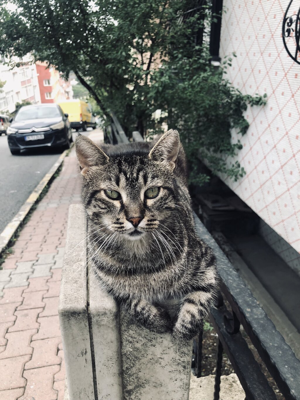 IMG_1439.jpeg