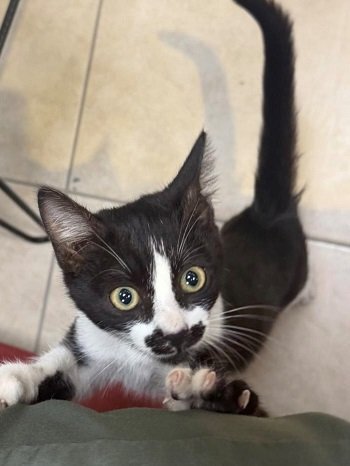 The cat.jpg