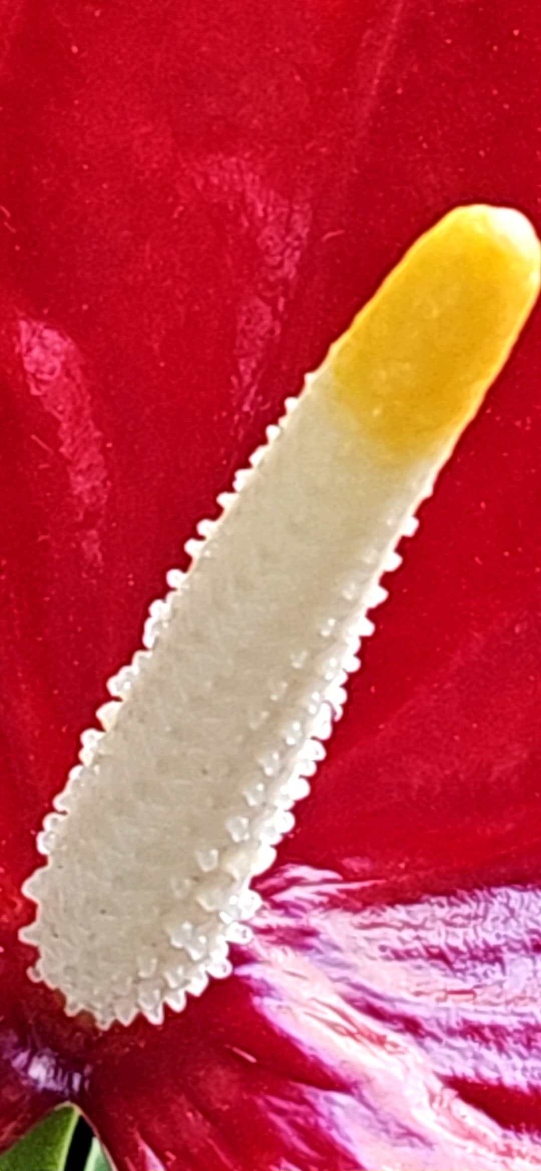 1000020514
