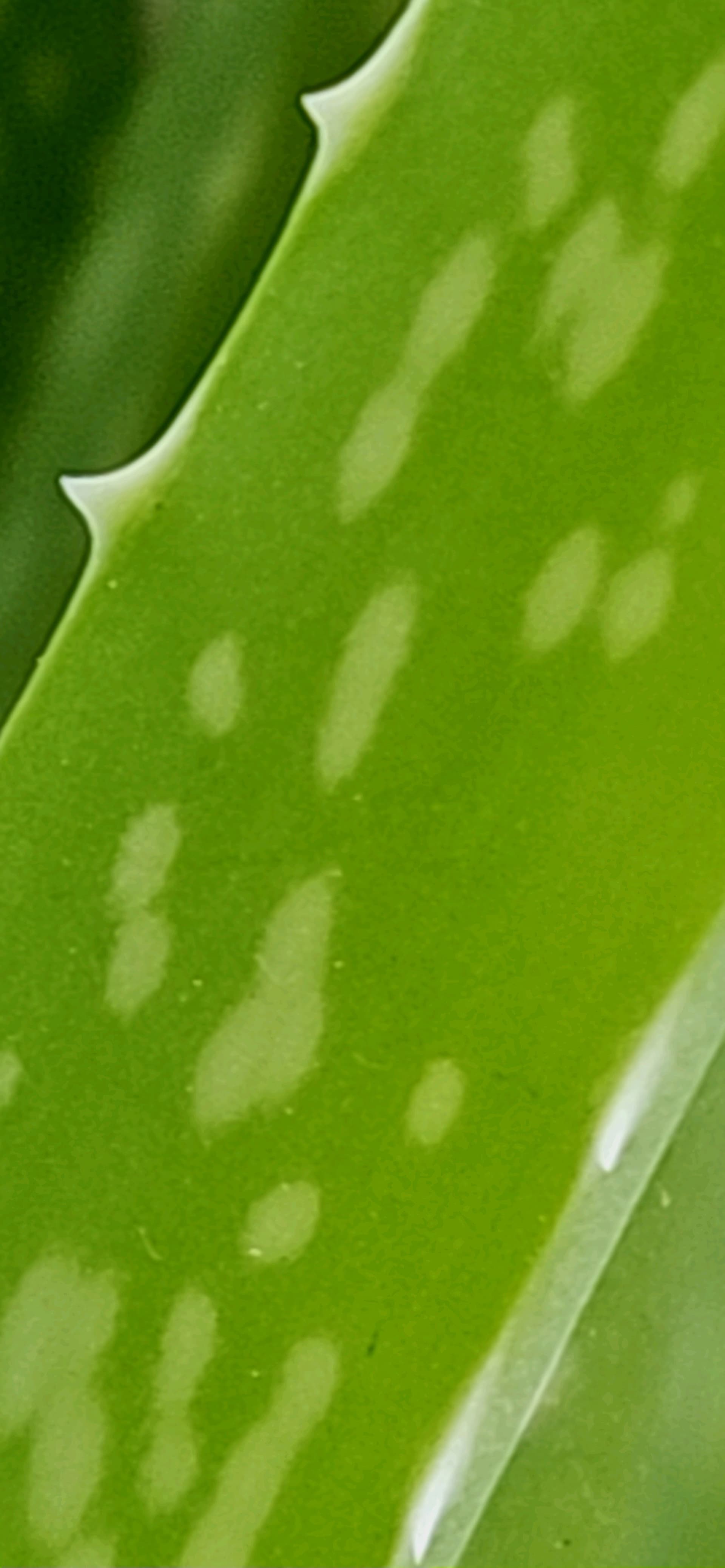 1000021045