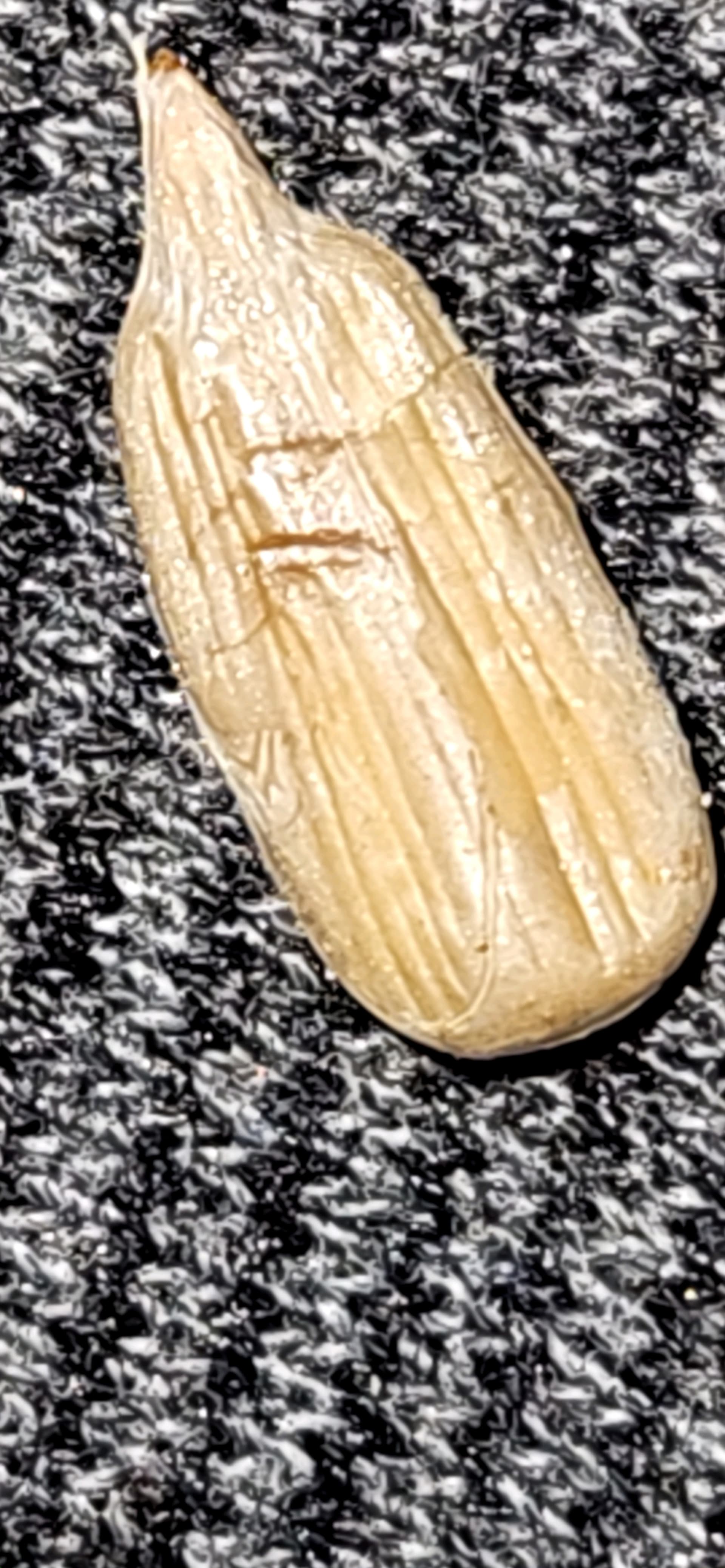 1000021461