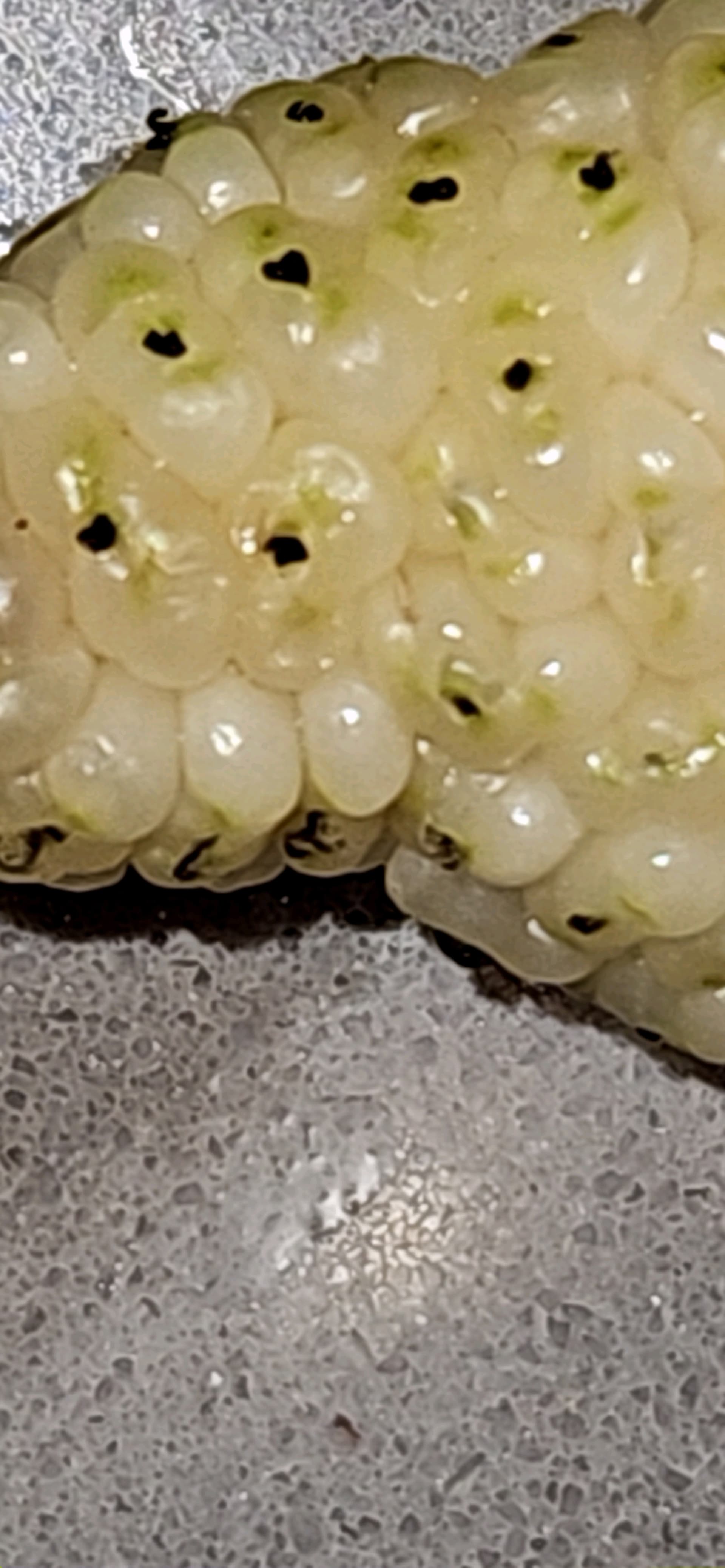 1000023508