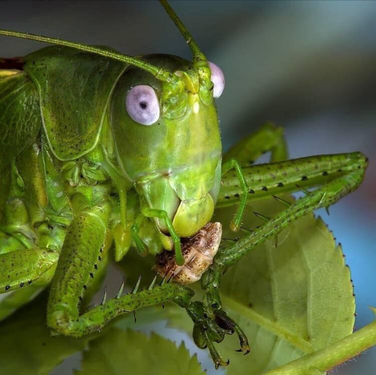 görüntü