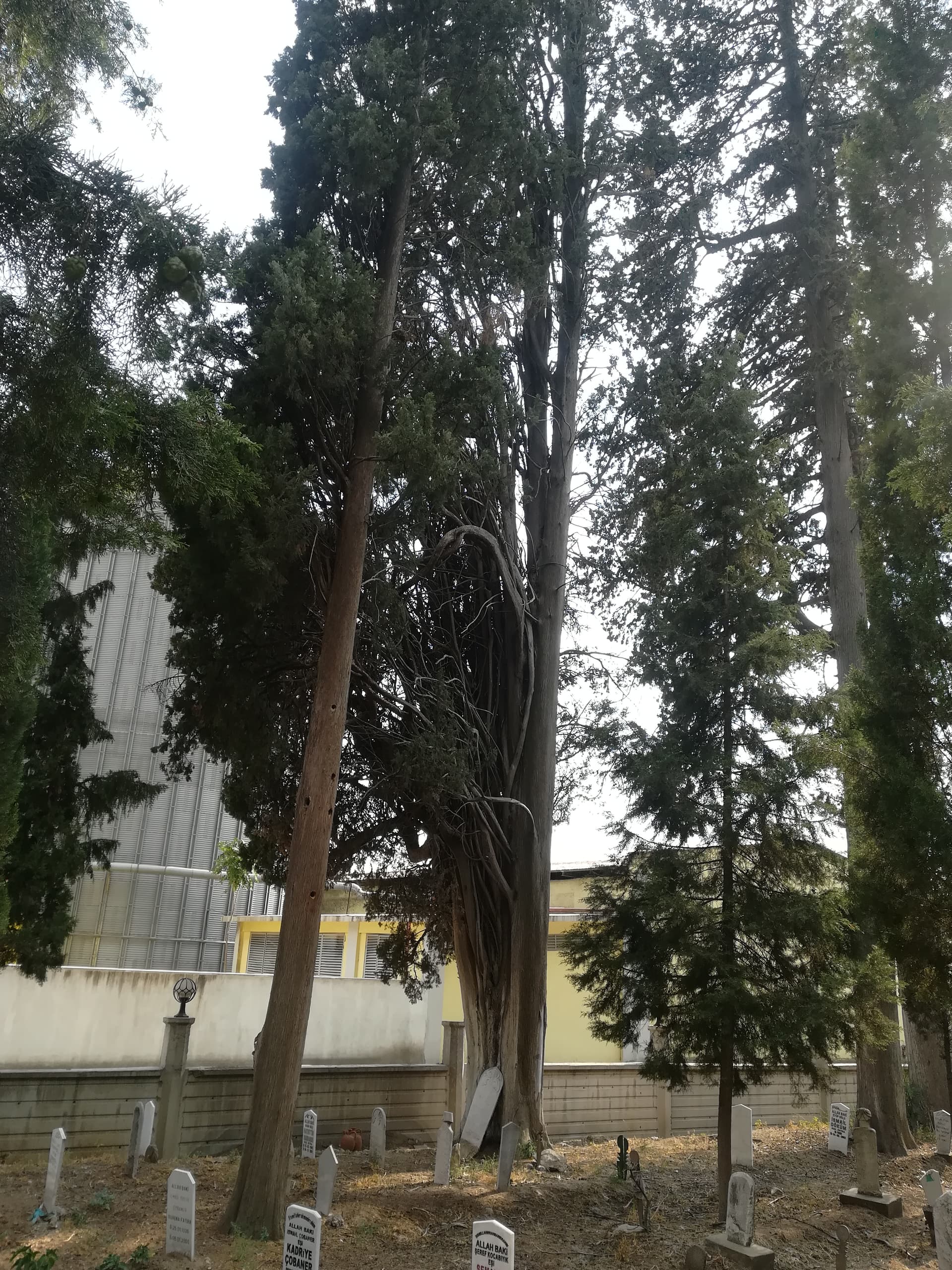 2022 08 23 havran mezarlığı 1