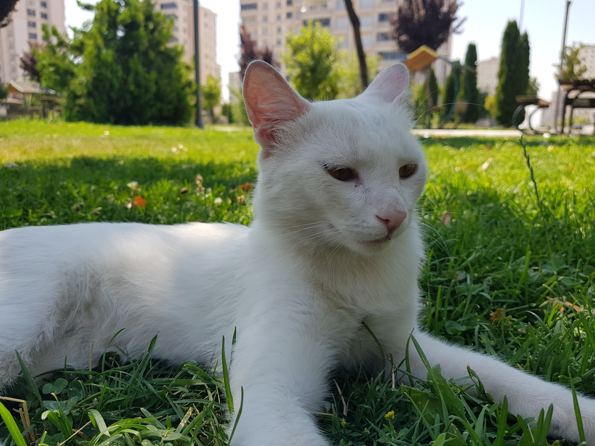 Kedi