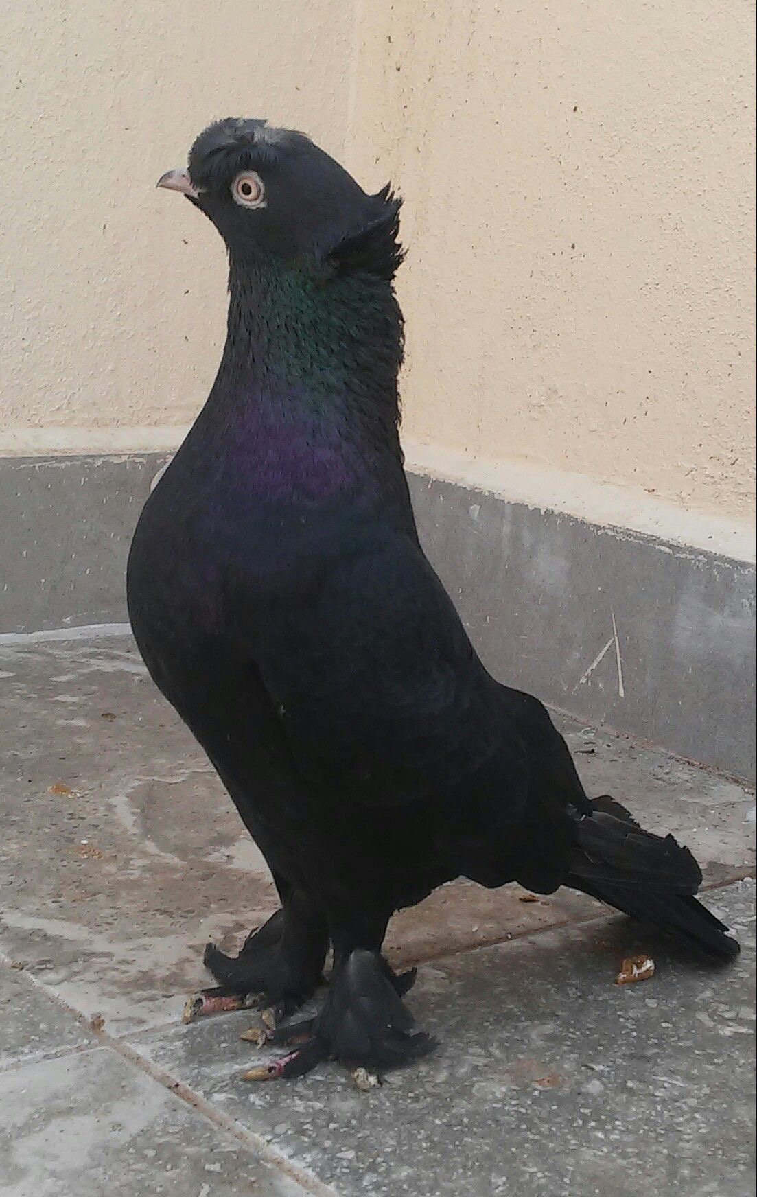 görüntü