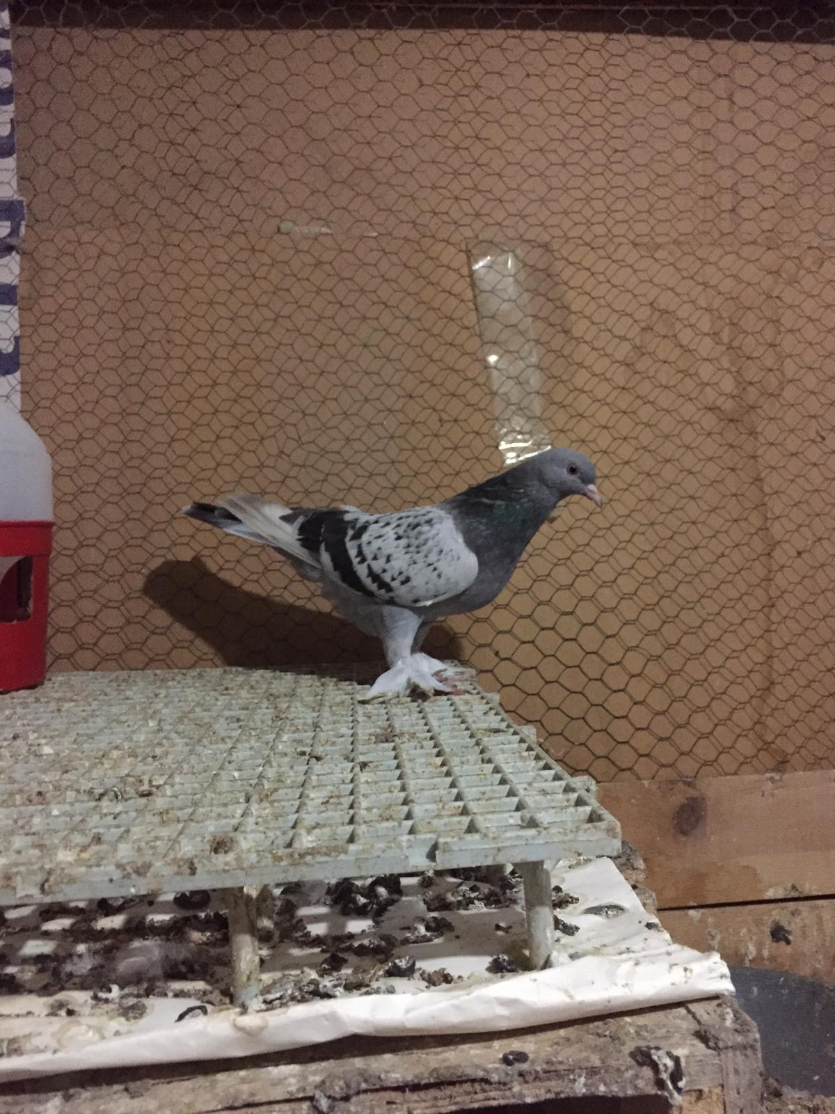 görüntü