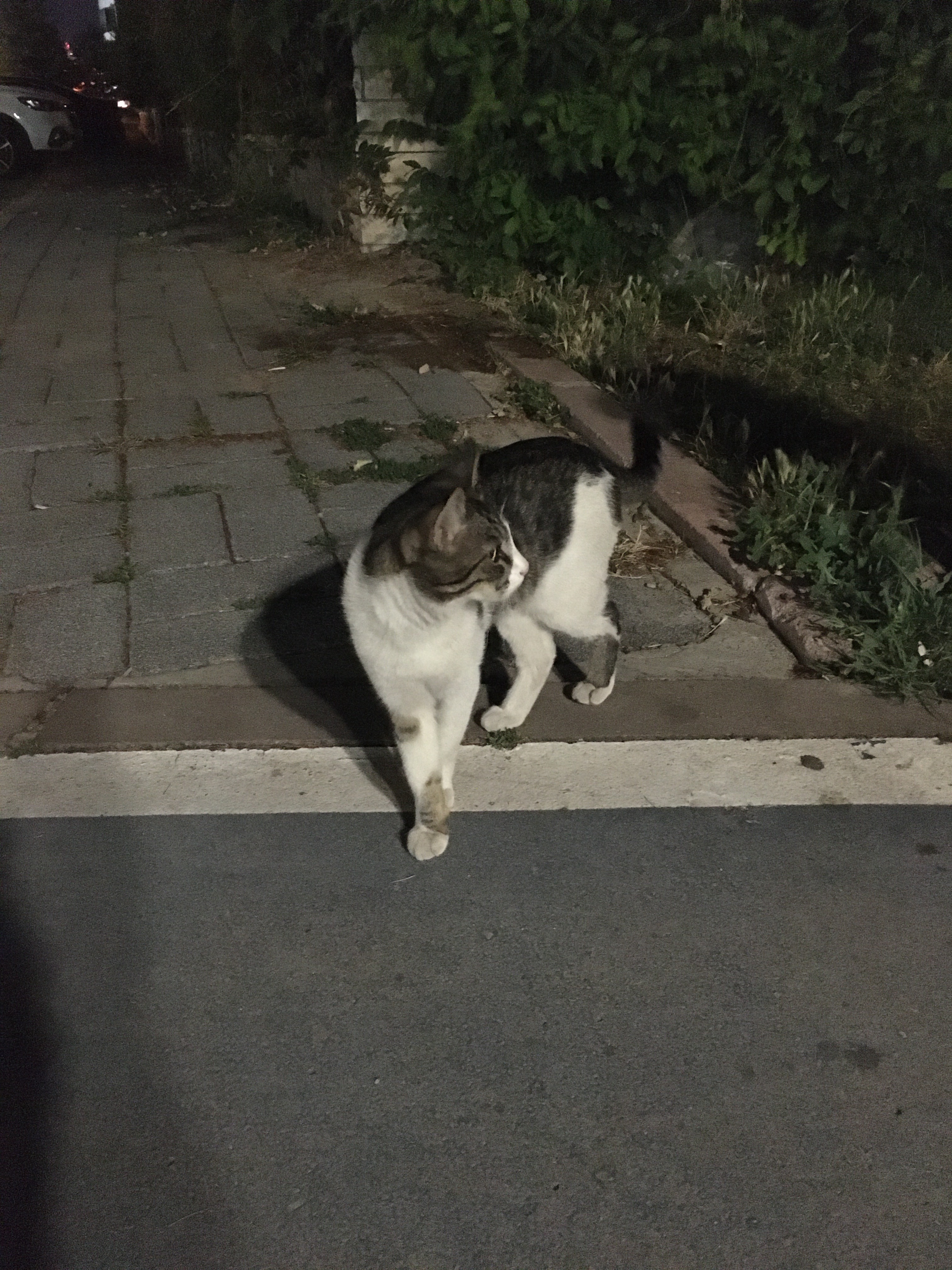 görüntü