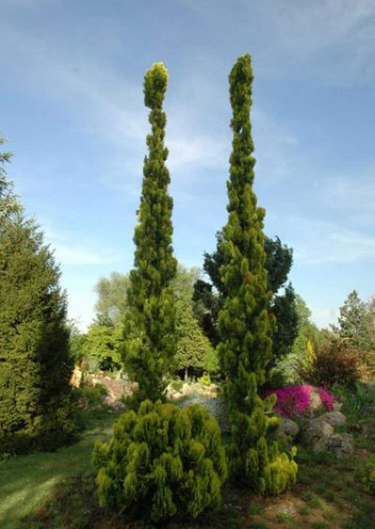 görüntü