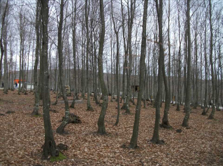 görüntü