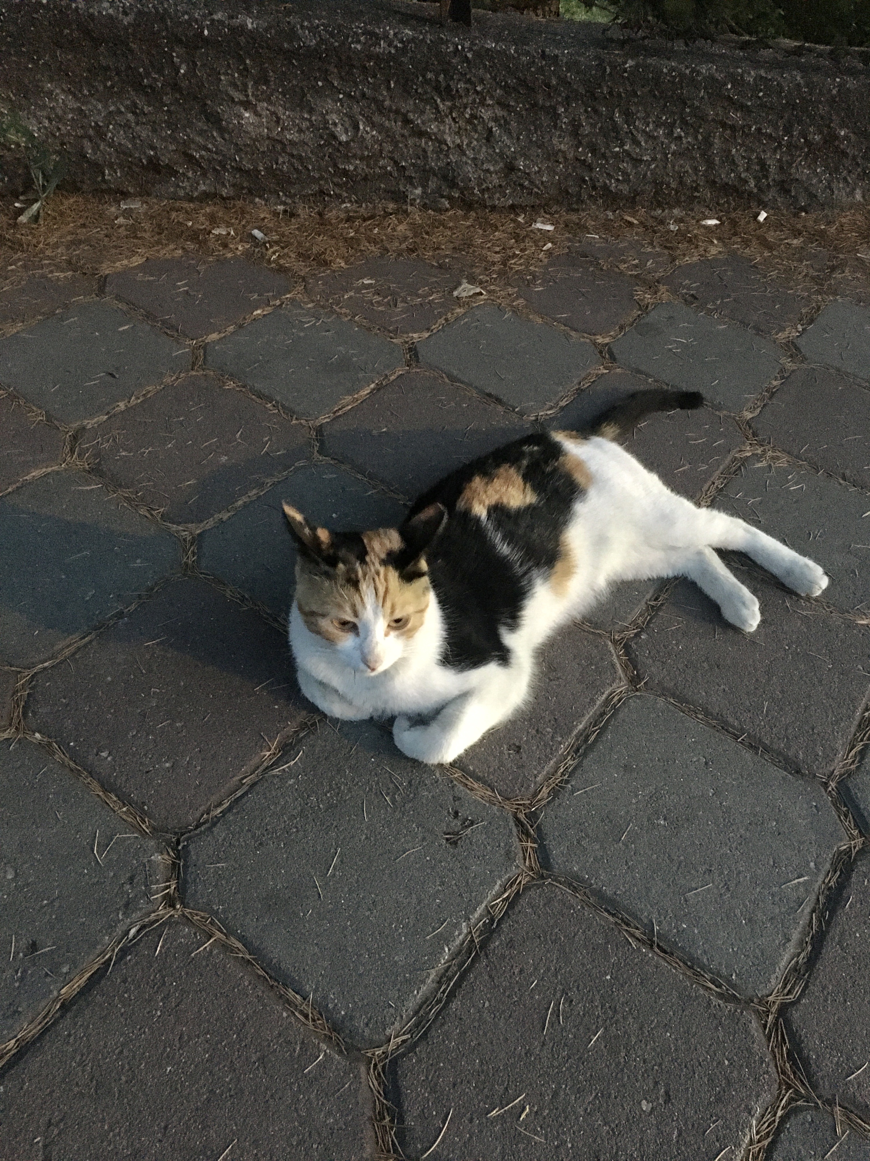 görüntü
