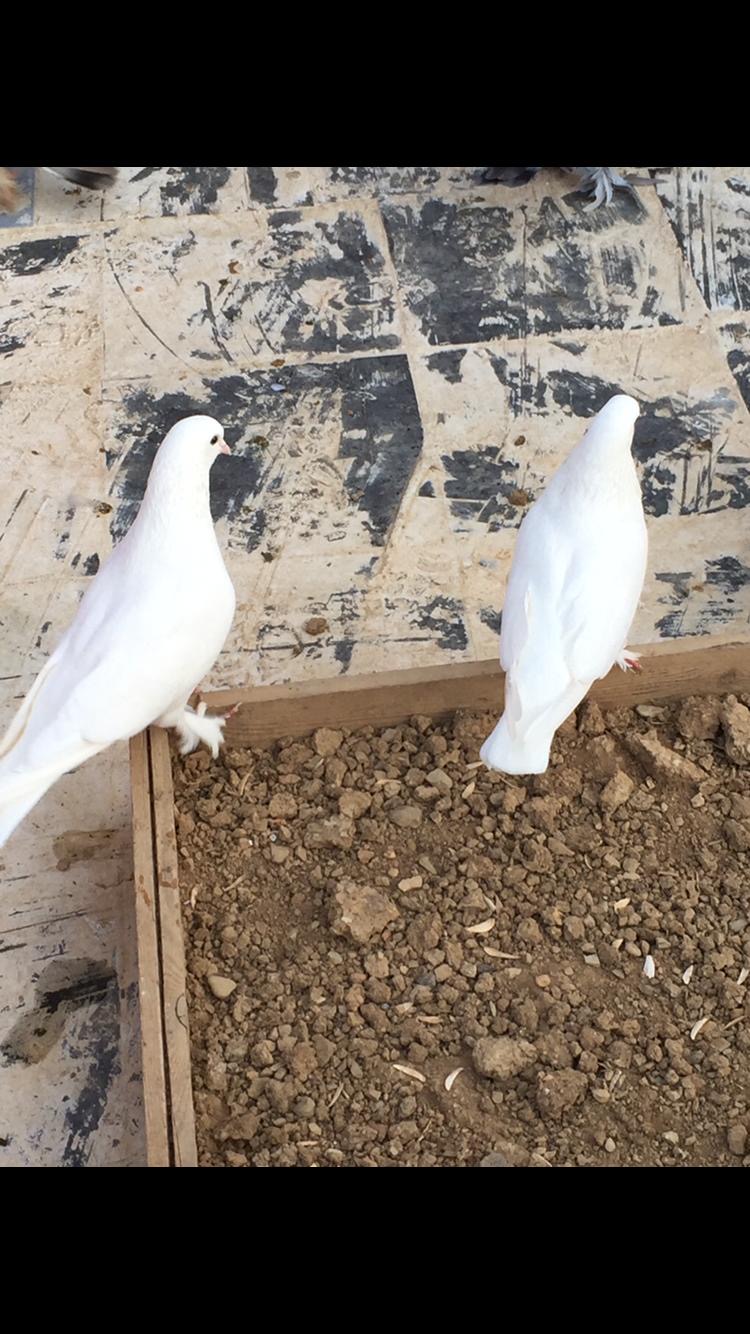 görüntü