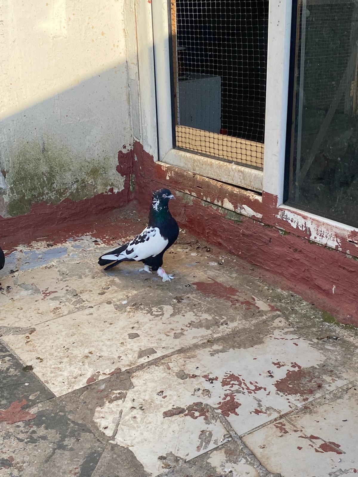 görüntü