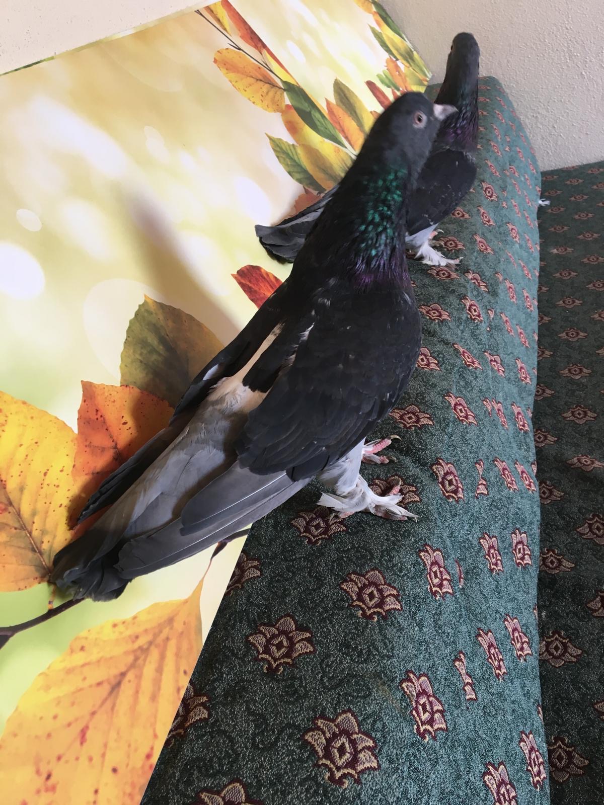 görüntü