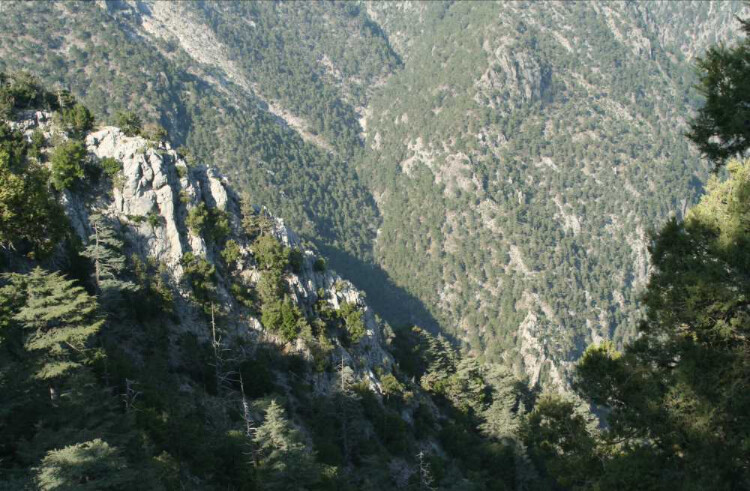 görüntü