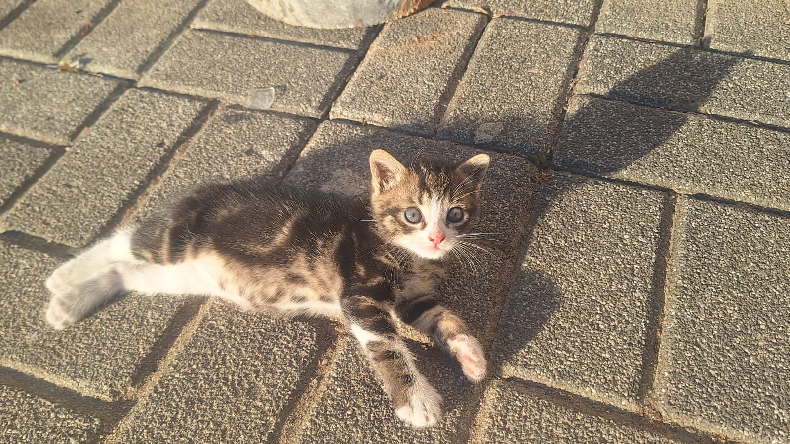 görüntü