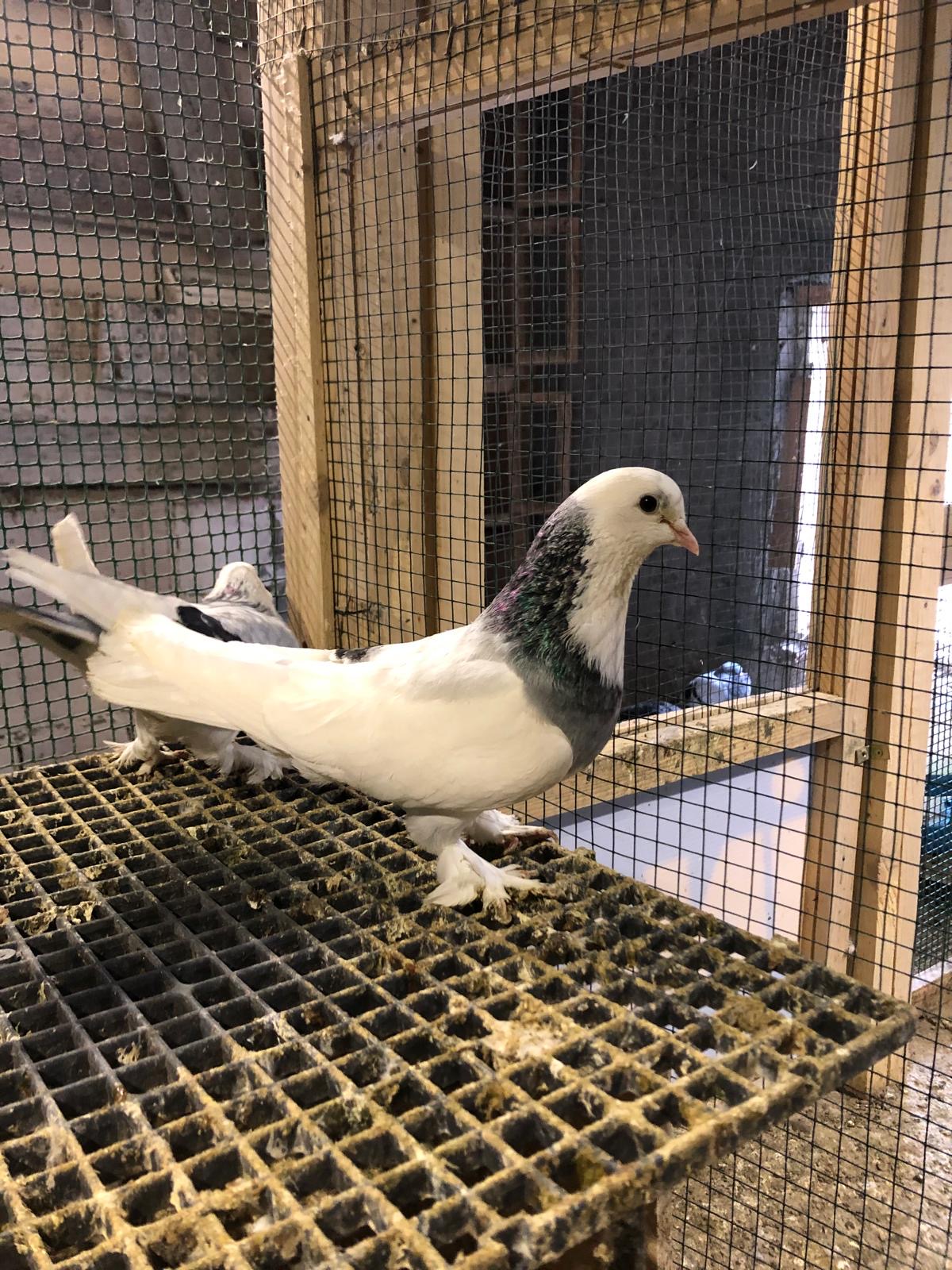 görüntü