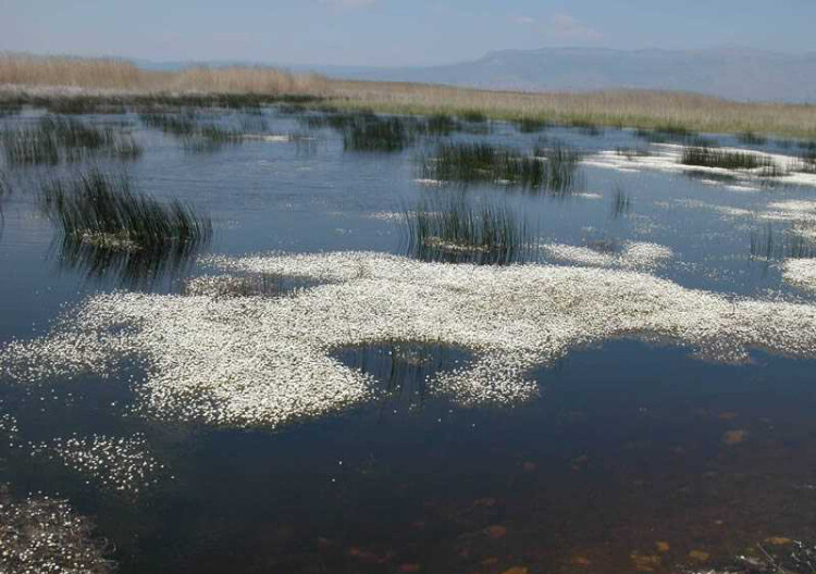 görüntü