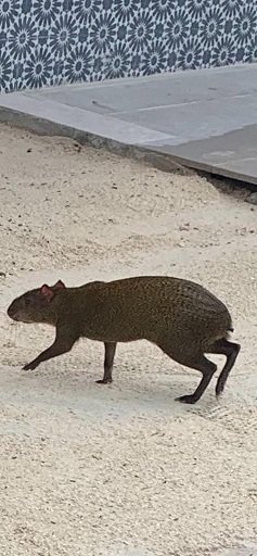 Agouti.jpg