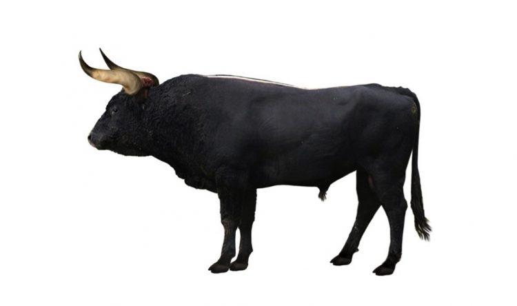 aurochs-yaban-okuzu-750x444