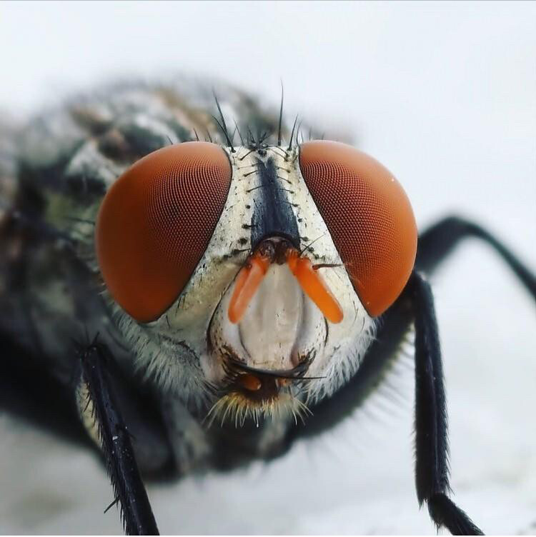 görüntü