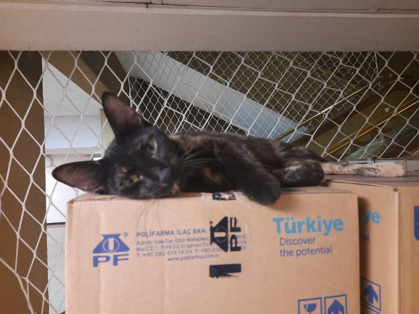 Başlıksız