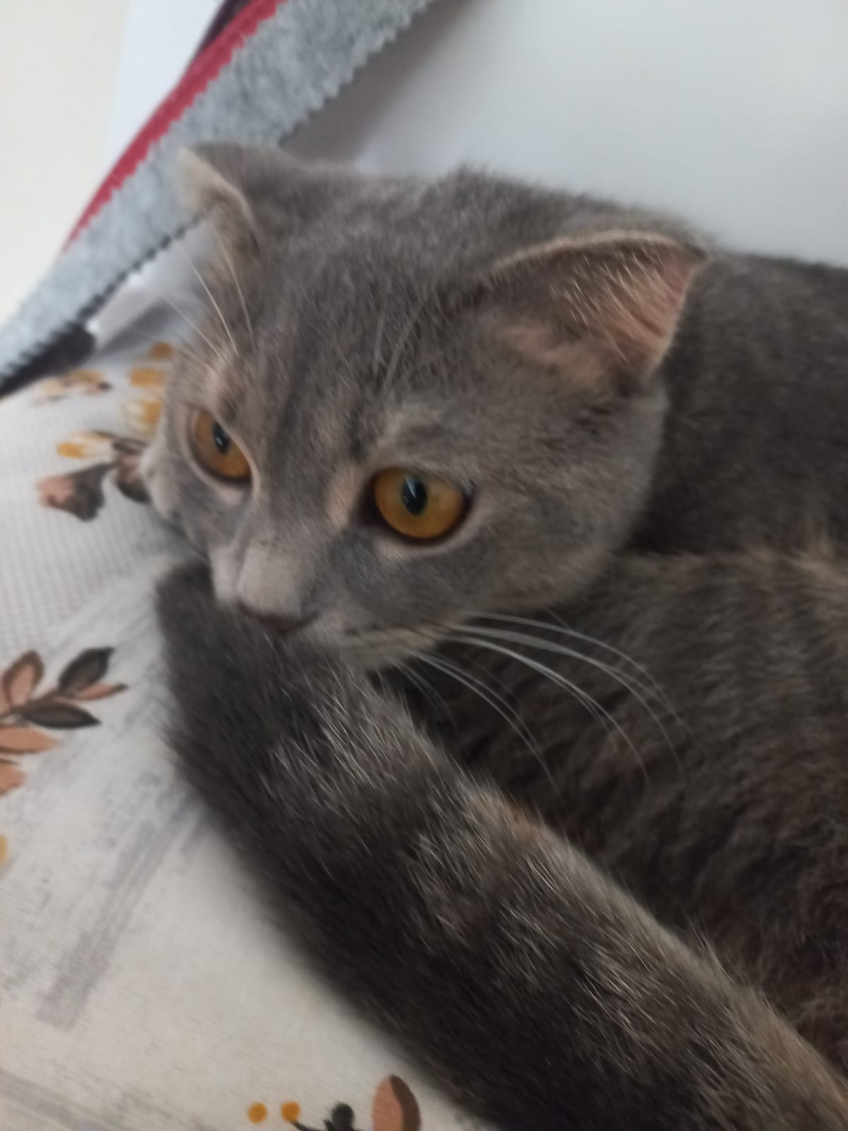 Başlıksız