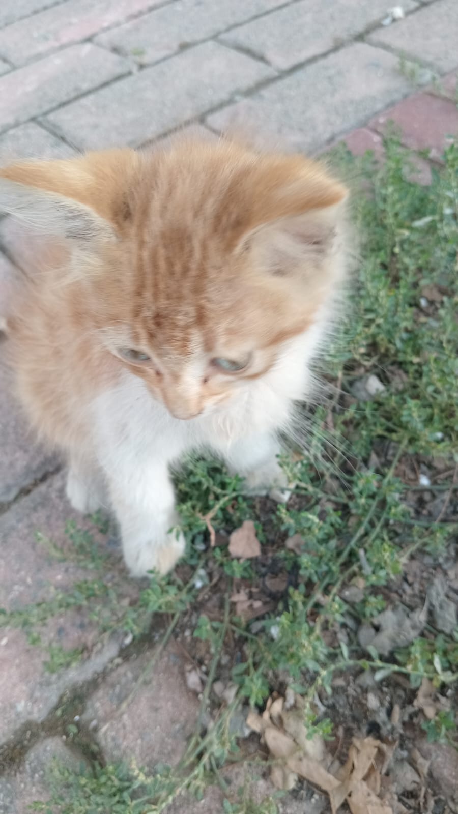 Başlıksız