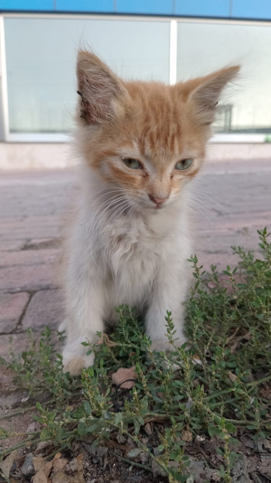 Başlıksız