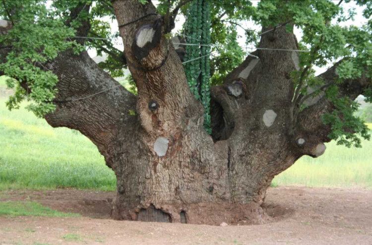 görüntü