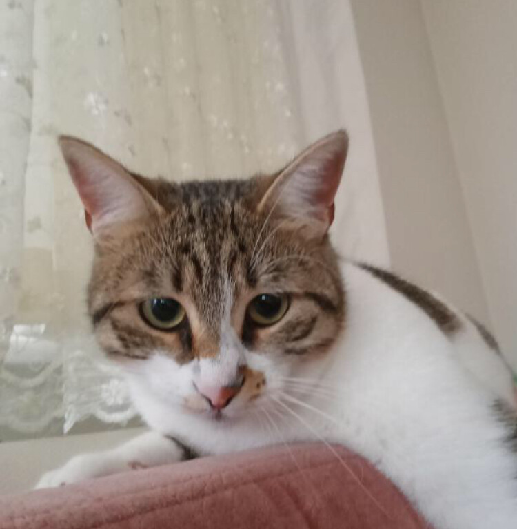 görüntü