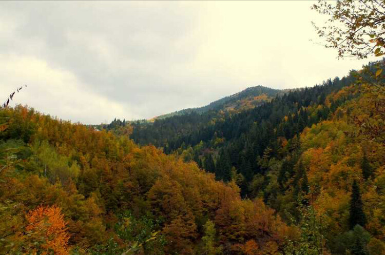görüntü