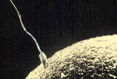 döllenme anı. Sperm-egg