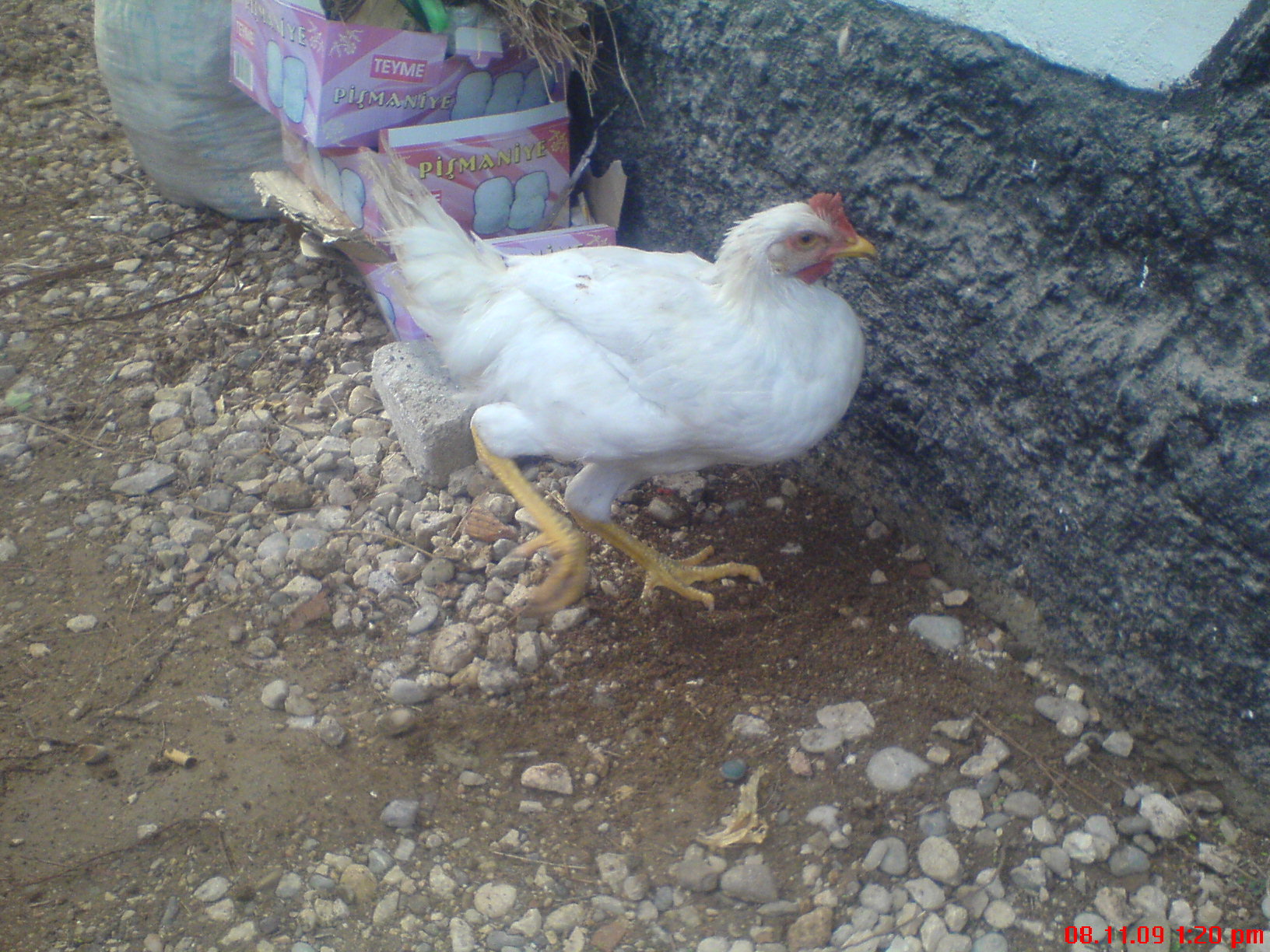 DSC01498
