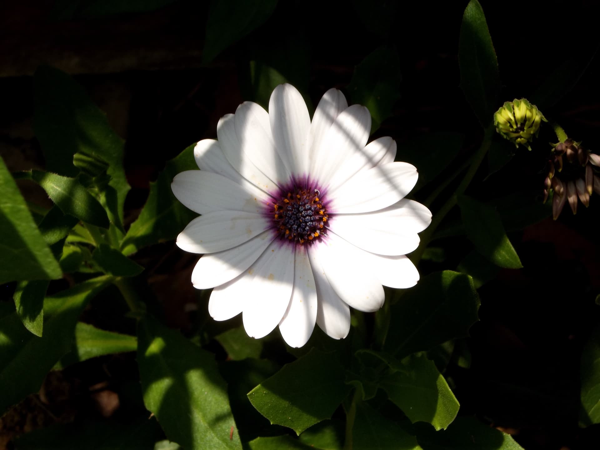 DSCF4781