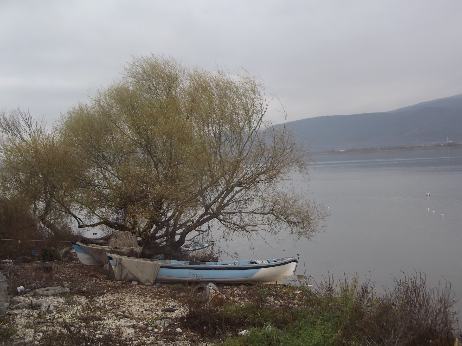 DSCF7651