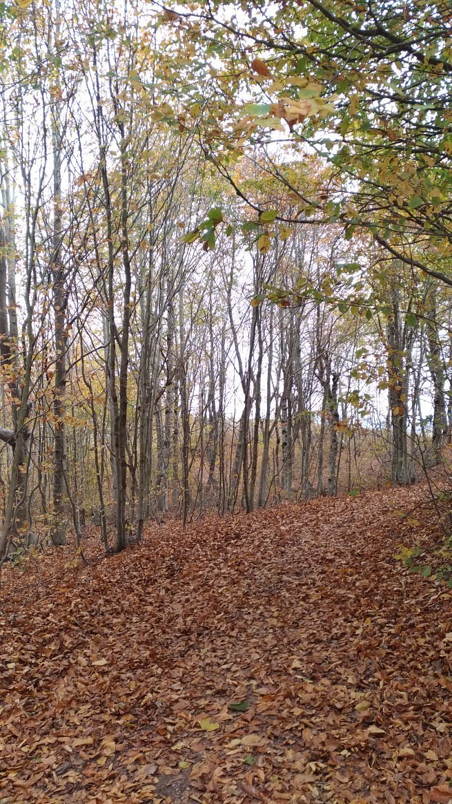 dumanli-yaylasi