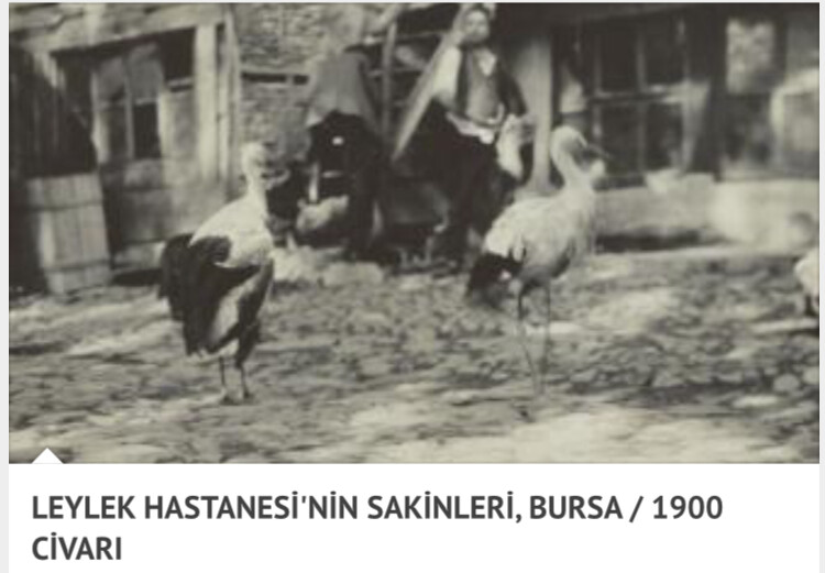 görüntü