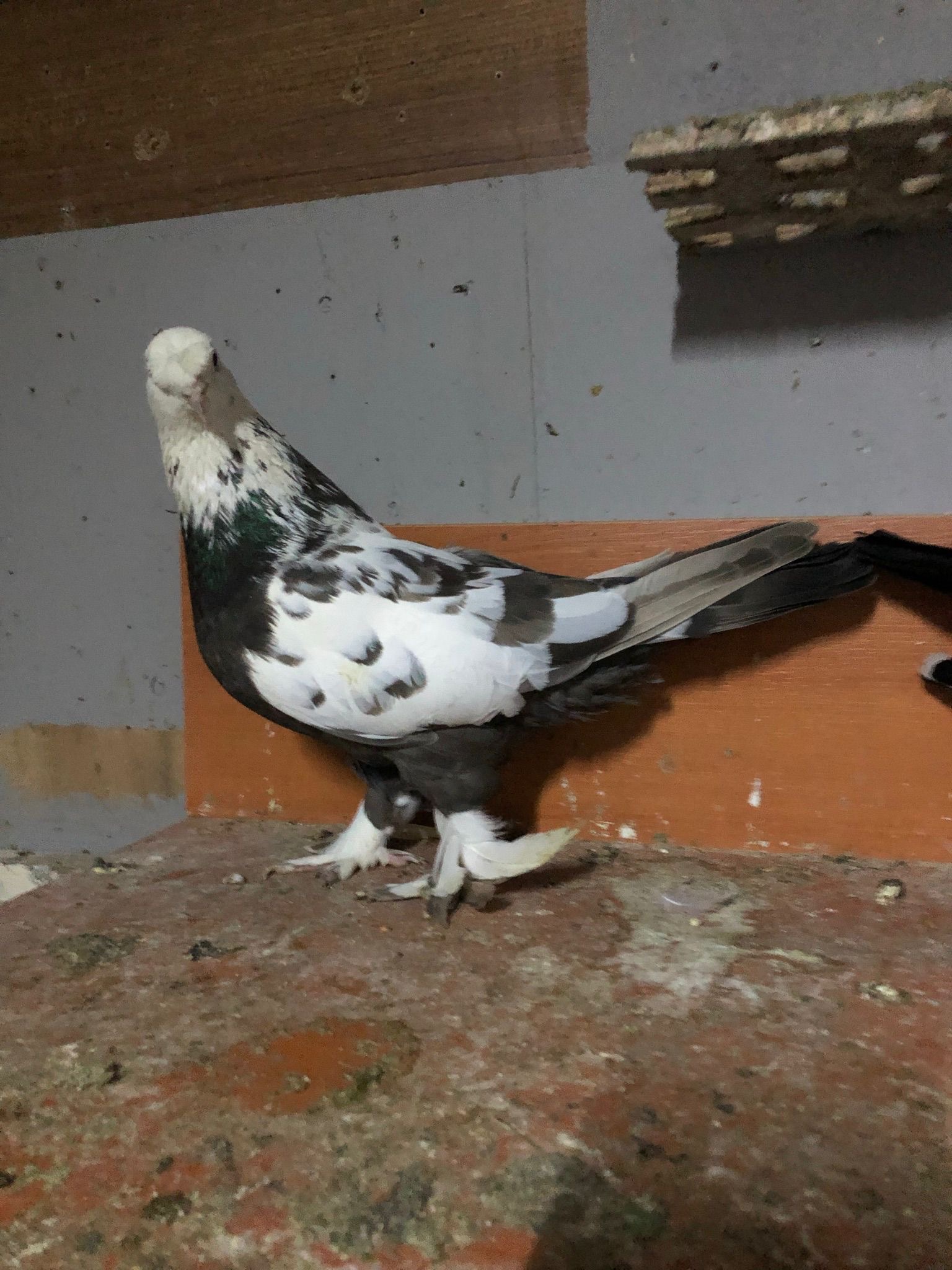 görüntü