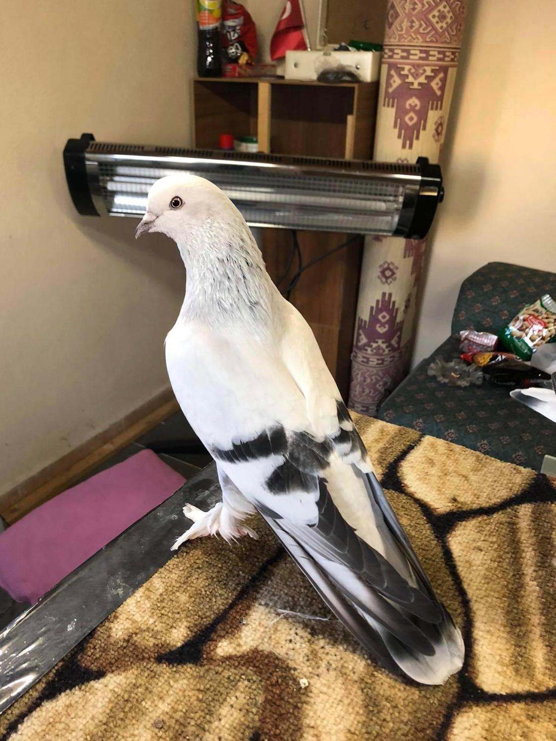 görüntü