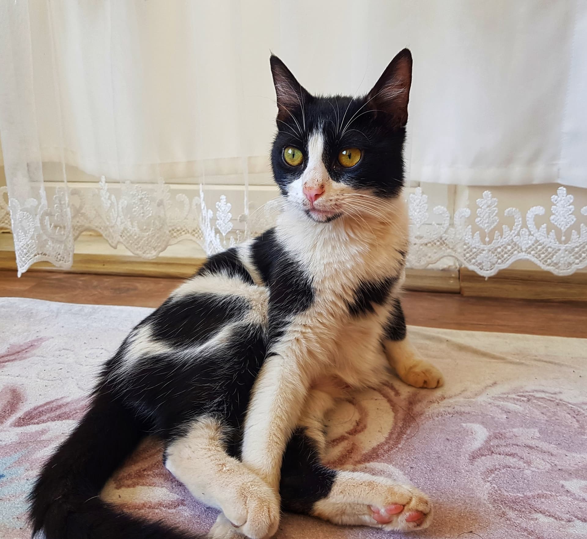 Kedi