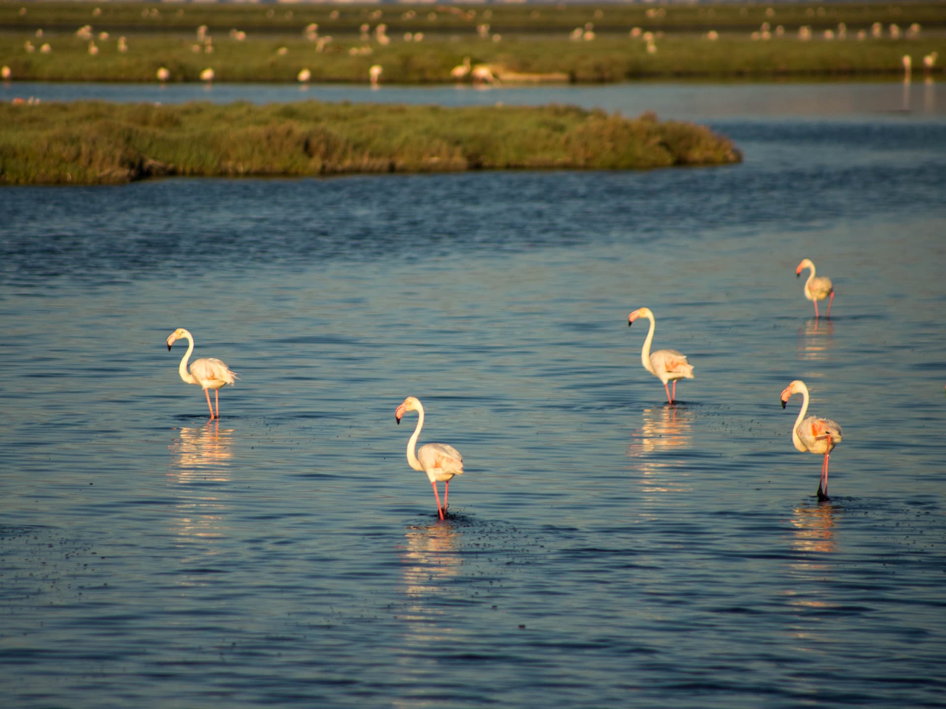 flamingo_