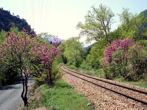 haliko95345