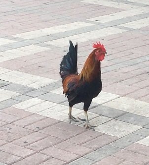 Horoz2.jpg