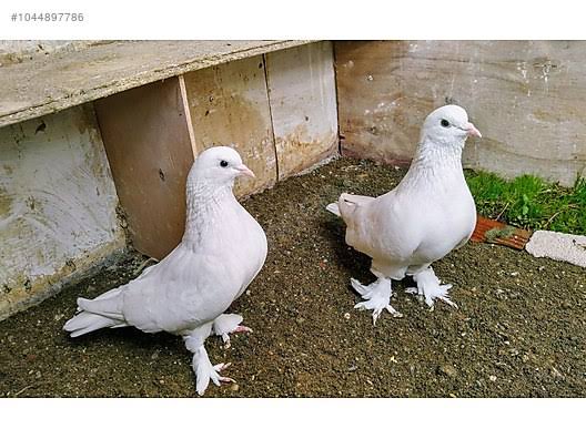 images - 2024-09-01T021306.297