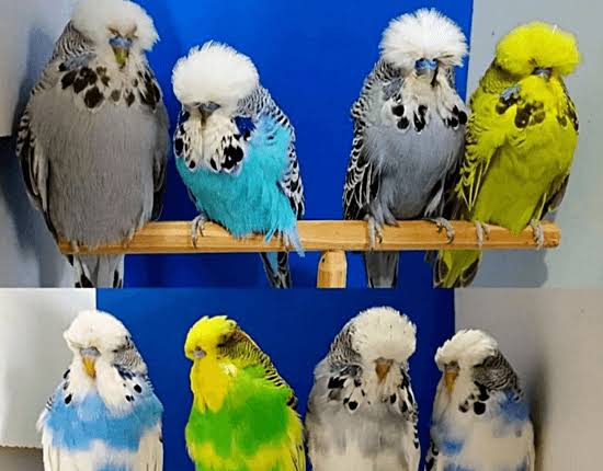 images (8)