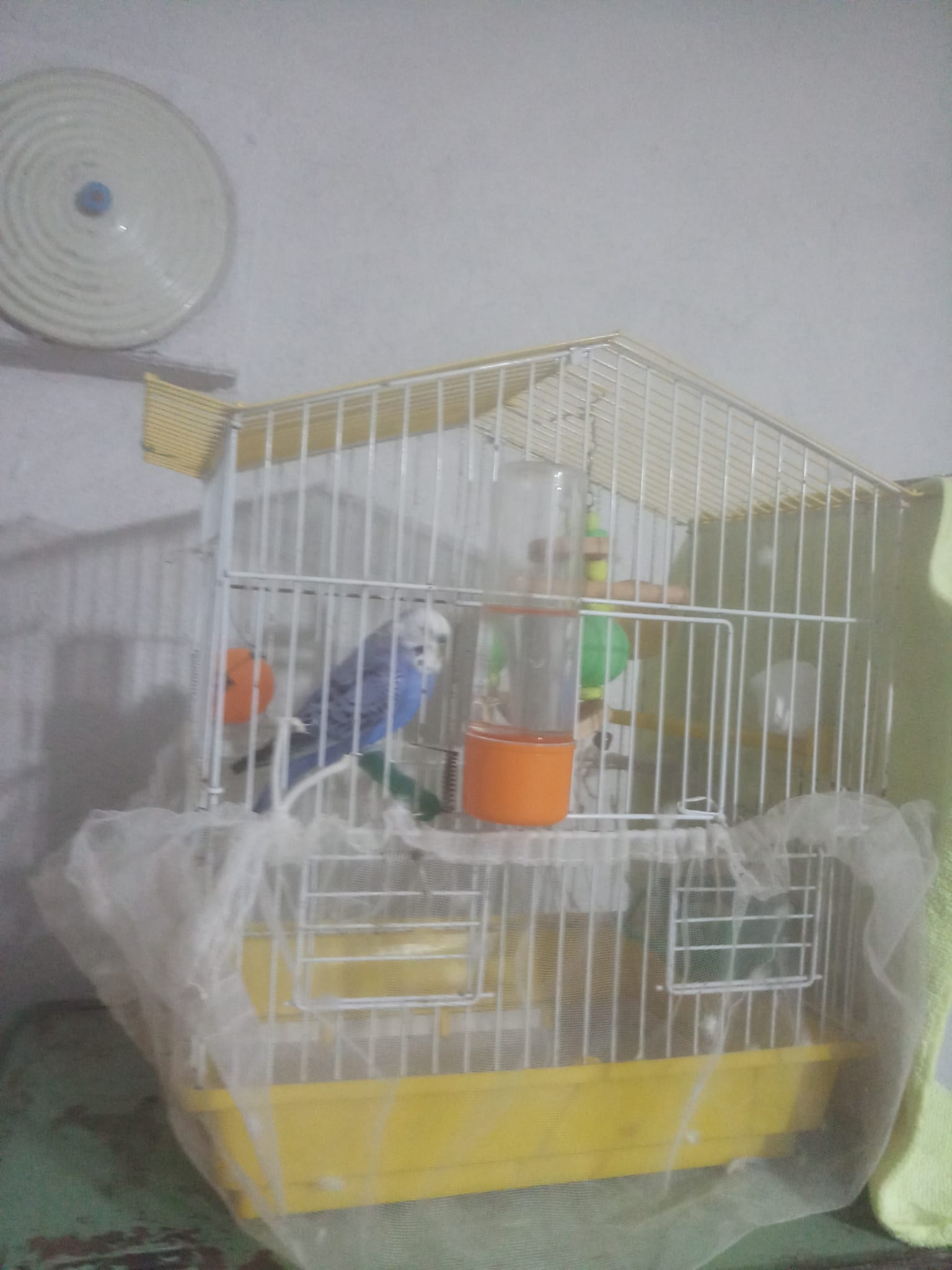 IMG-20240706-WA0013