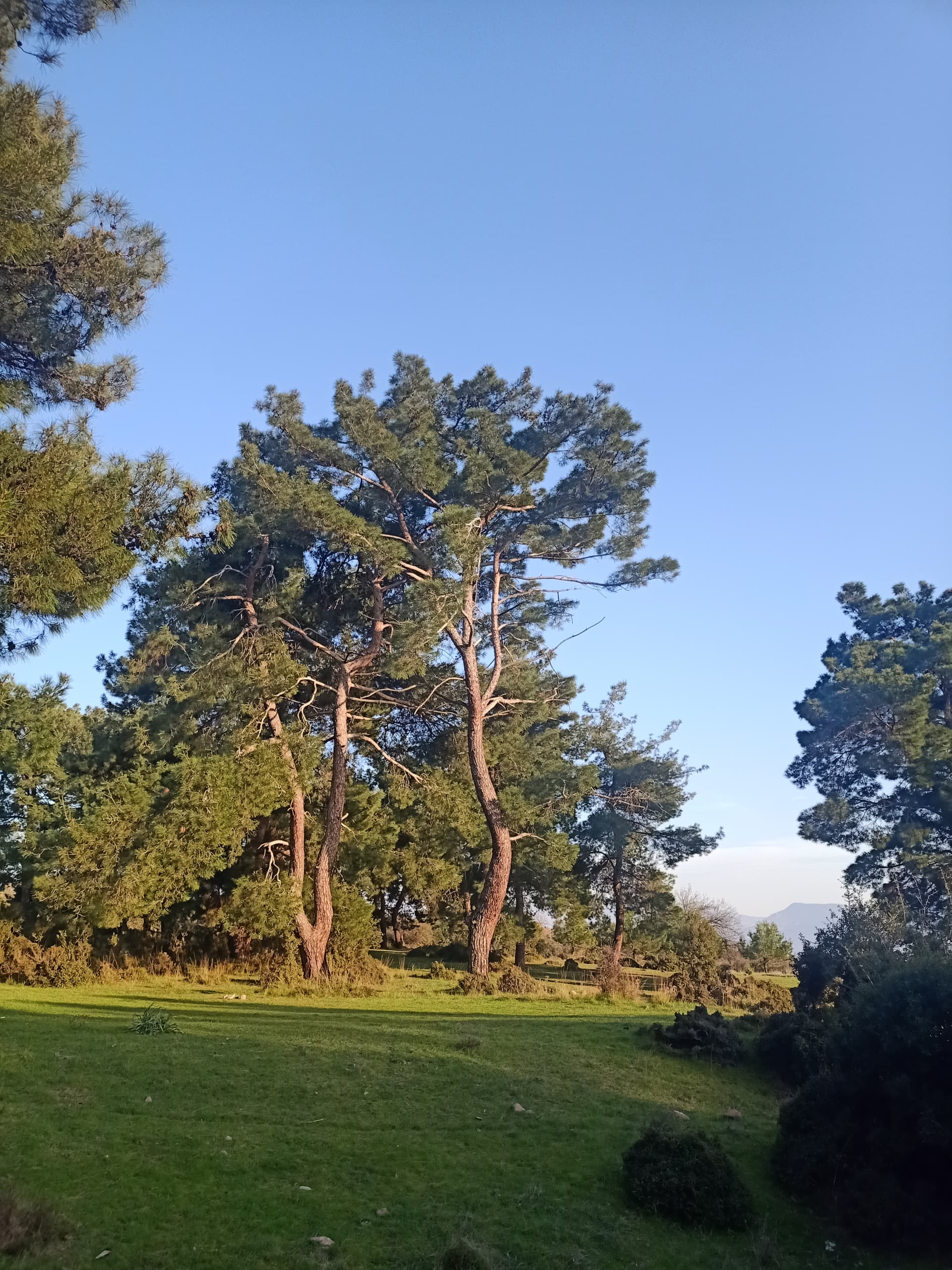 IMG20240311181119