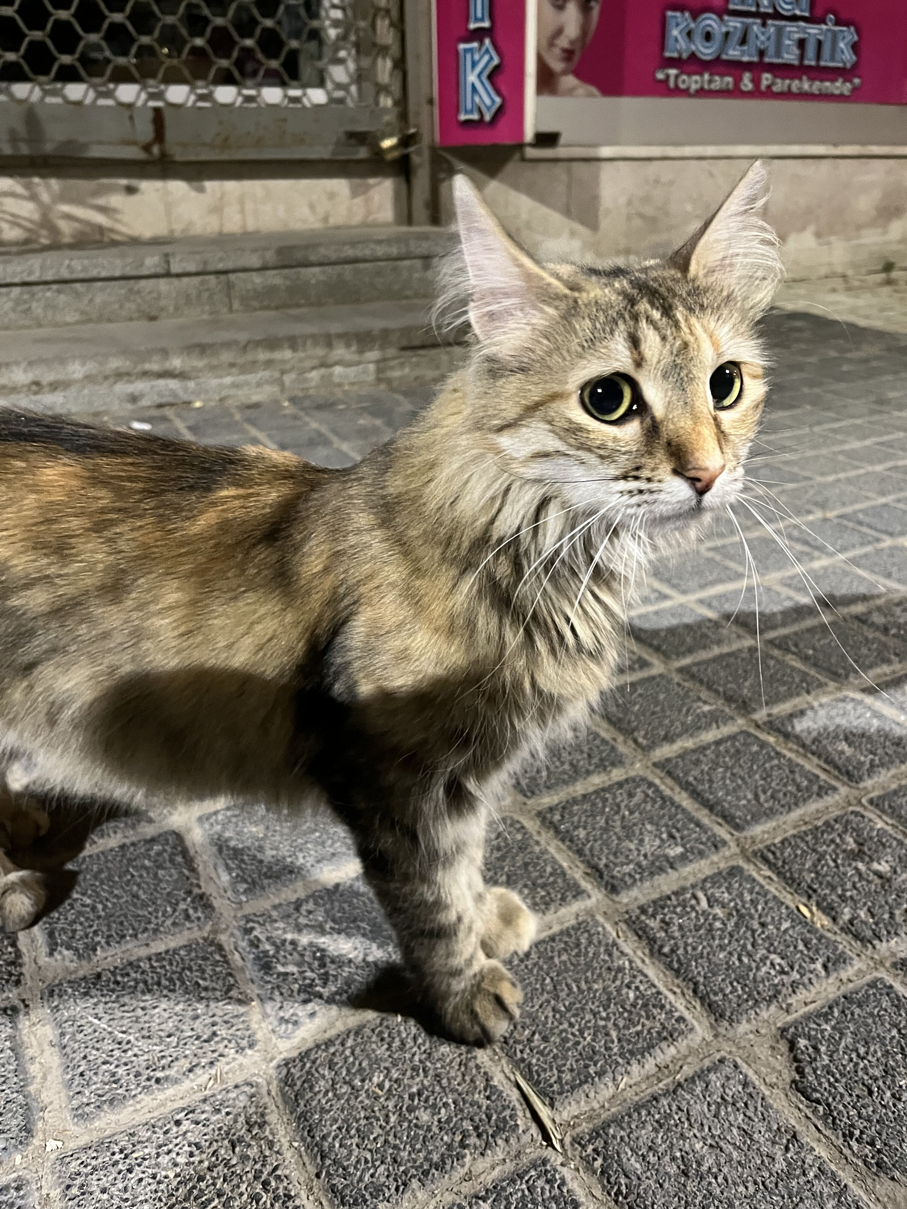 IMG_0346.jpeg